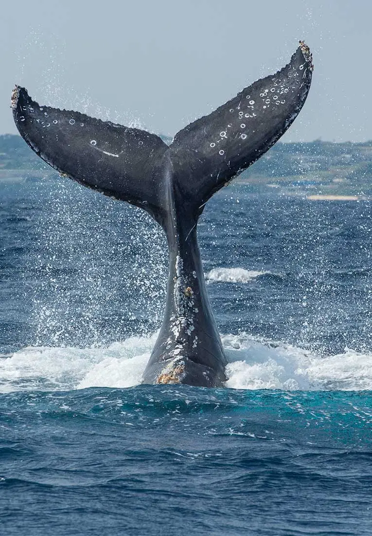 Whale Watching