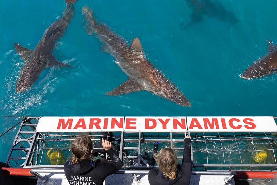 Discover the Thrill of Shark Cage Diving with Marine Dynamics — view 2
