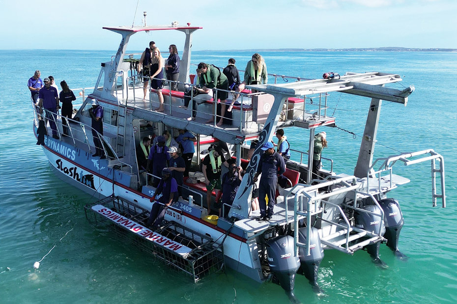 Discover the Thrill of Shark Cage Diving with Marine Dynamics — view 1