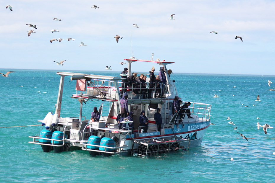 Top Reasons to Choose Our Unmatched Shark Diving Experience — view 1