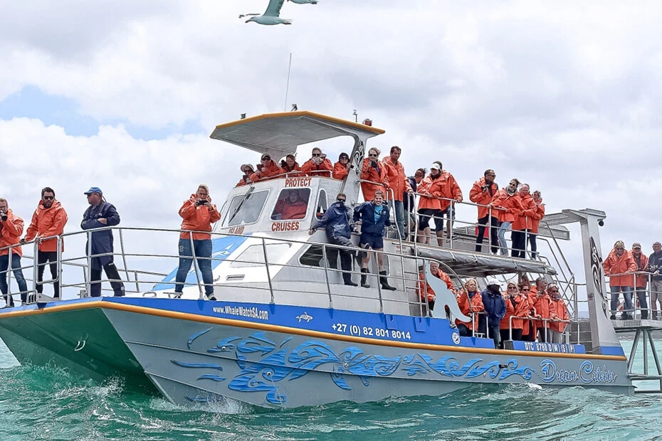 Whale watching with Marine Dynamics — view 1