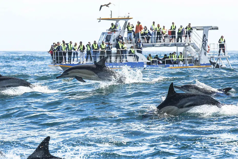 Whale watching with Marine Dynamics — view 4