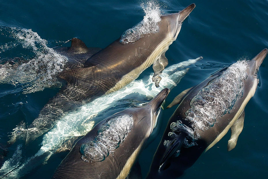 Whale watching with Marine Dynamics — view 3