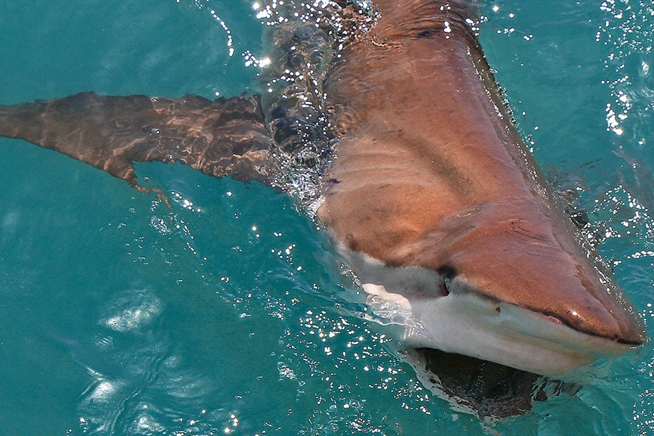 Shark Cage Diving